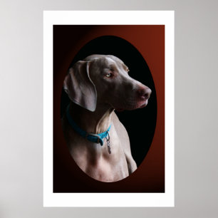 Weimaraner In The Morning Light Poster