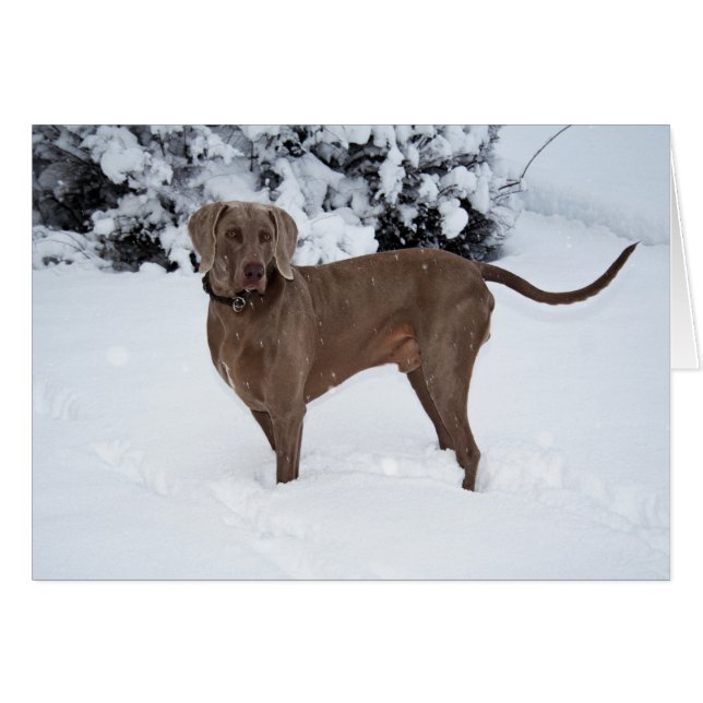 Weimaraner In Winter Cards (Front Horizontal)