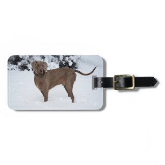 Weimaraner In Winter Luggage Tag