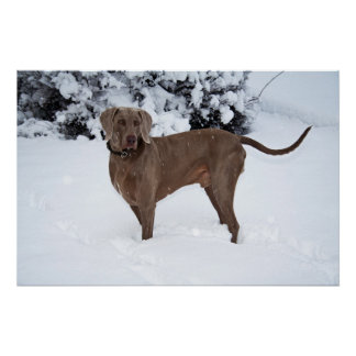 Weimaraner In Winter Poster