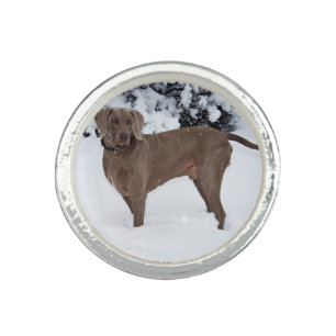 Weimaraner In Winter Ring