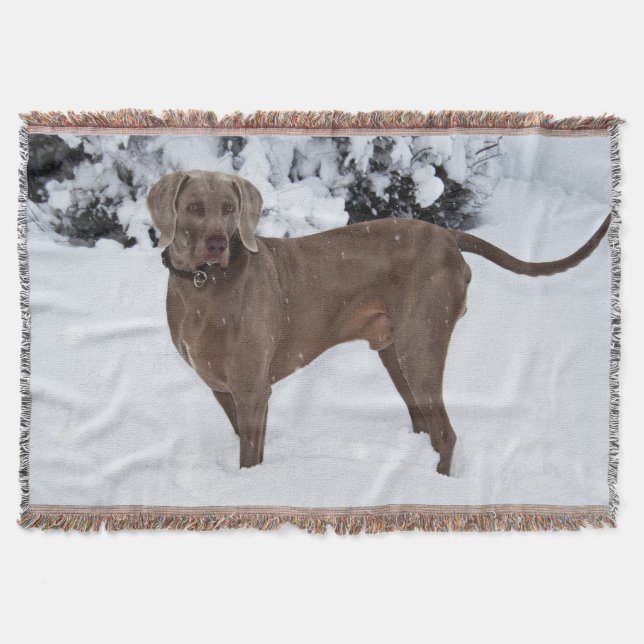 Weimaraner In Winter Throw Blanket (Front)