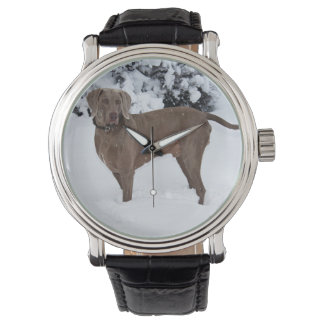Weimaraner In Winter Watch