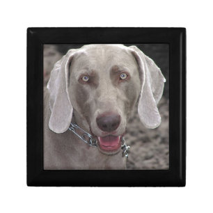 Weimaraner Jewelry Box