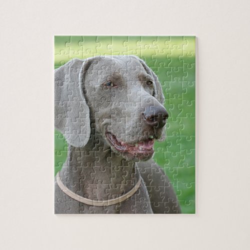 Weimaraner Jigsaw Puzzle