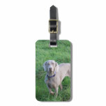 Weimaraner Lovers Luggage Tag