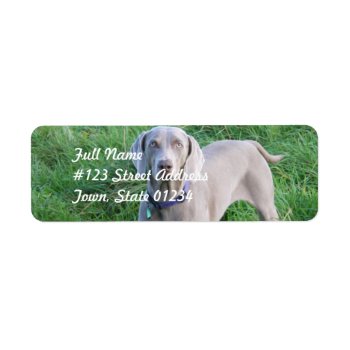 Weimaraner Lovers Mailing Labels by DogPoundGifts at Zazzle
