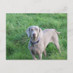 Weimaraner Lovers Postcard