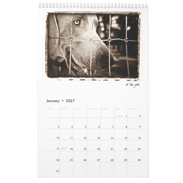 Weimaraner Nation : A Study of Weimaraners Calendar (Jan 2027)