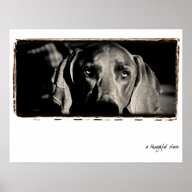 Weimaraner Nation : "A Thoughtful Stare" Poster (Front)