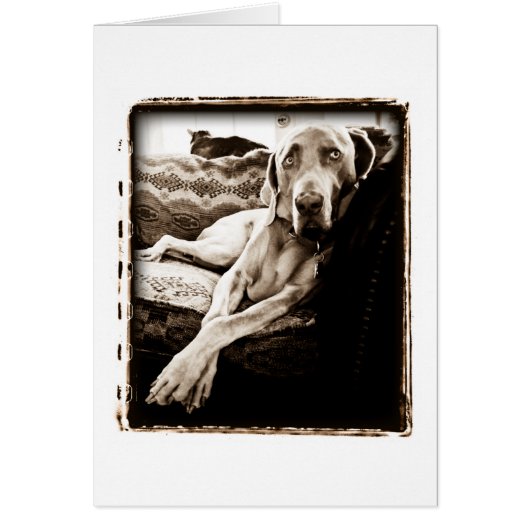 Weimaraner Nation : "Ballou's Chair" Cards (Front)