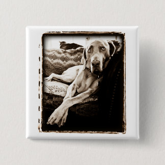 Weimaraner Nation : Ballou's Chair Pinback Button