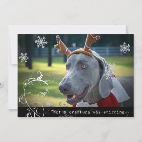Weimaraner Nation Not a creature was stirring Holiday Card