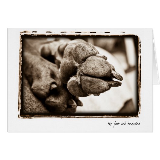 Weimaraner Nation : "The Foot Well Traveled" (Front Horizontal)