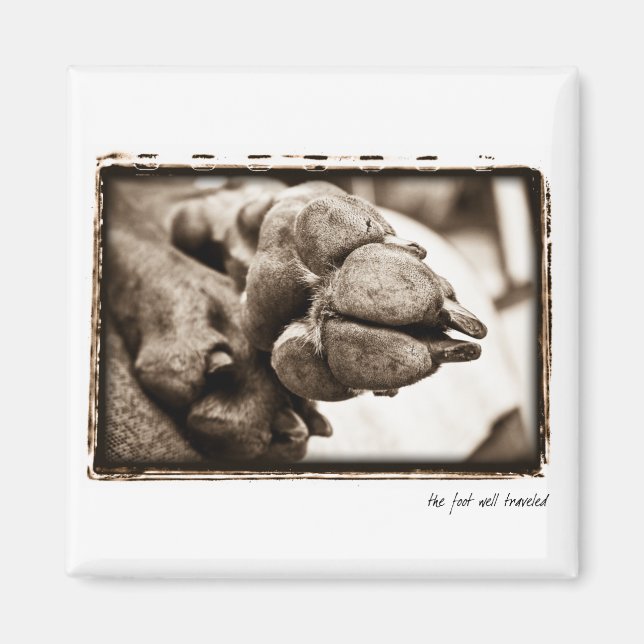 Weimaraner Nation : " The Foot Well Traveled" Magnet (Front)