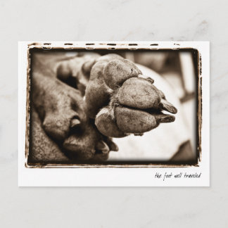 Weimaraner Nation : "The Foot Well Traveled" Postcard