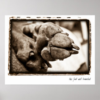 Weimaraner Nation : "The Foot Well Traveled" Poster
