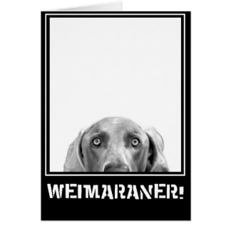 Weimaraner Nation : Weimaraner In A Box! Cards