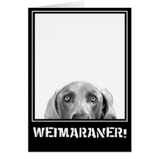 Weimaraner Nation : Weimaraner In A Box! Cards
