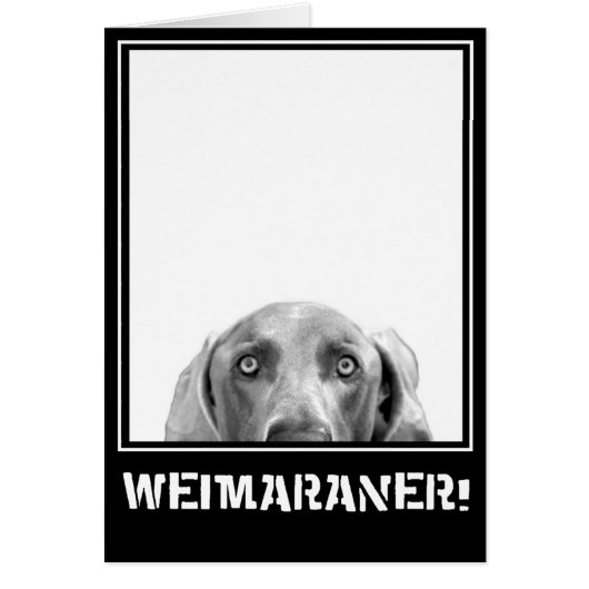 Weimaraner Nation : Weimaraner In A Box! Cards (Front)