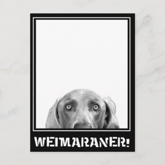 Weimaraner Nation : Weimaraner In A Box! Postcard