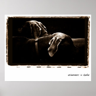 Weimaraner Nation : Weimaraners In Shadow Poster