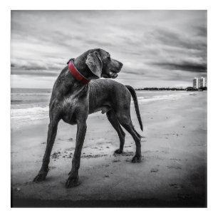 Weimaraner on Beach B&W Photo w/ Red Collar Acrylic Print