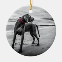 Weimaraner on Beach B&W Photo w/ Red Collar