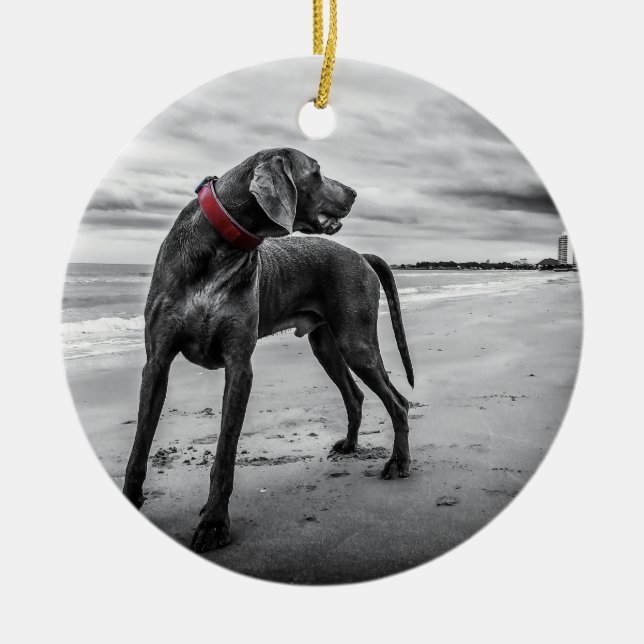 Weimaraner on Beach B&W Photo w/ Red Collar Ceramic Ornament (Front)