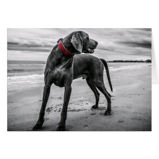 Weimaraner on the Beach Blank Card (Front Horizontal)
