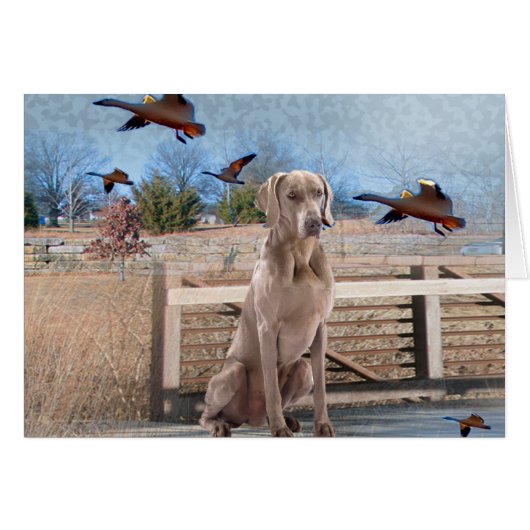Weimaraner Outdoor Portrait Cards (Front Horizontal)