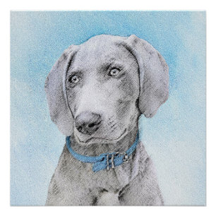 Weimaraner Painting - Cute Original Dog Art Poster