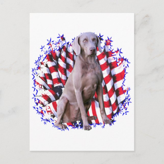 Weimaraner Patriot Postcard (Front)