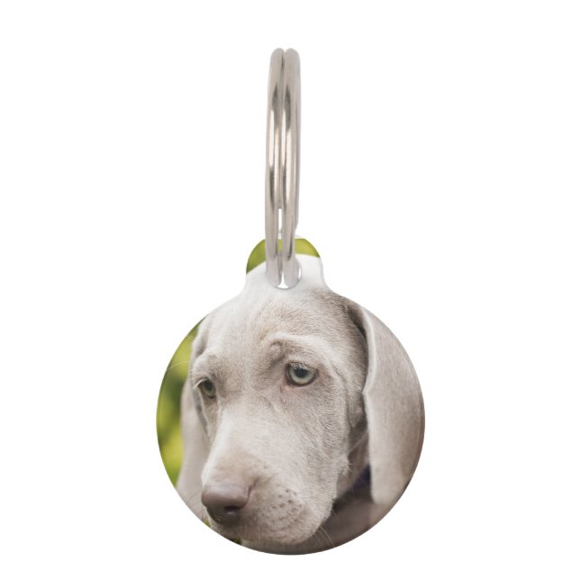 Weimaraner Pet ID Tag (Front)