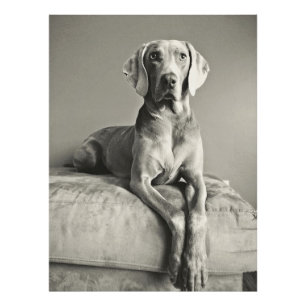 Weimaraner Photo Print