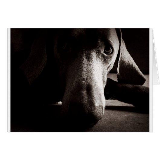 Weimaraner portrait cards (Front Horizontal)