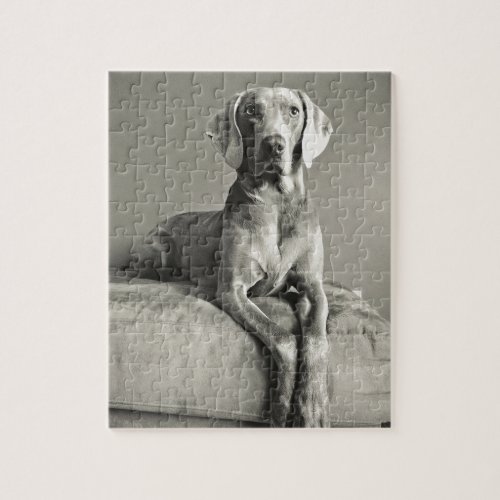 Weimaraner Portrait Jigsaw Puzzle