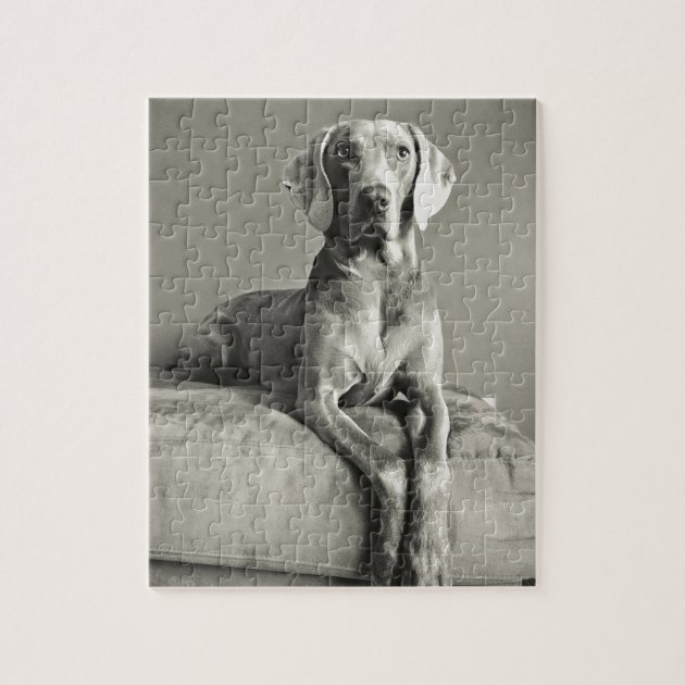Lais Puzzle Weimaraner 2000 Pezzi - Foto Realistica, Sfida Per Adulti - 2