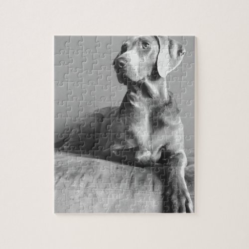 Weimaraner Portrait Jigsaw Puzzle