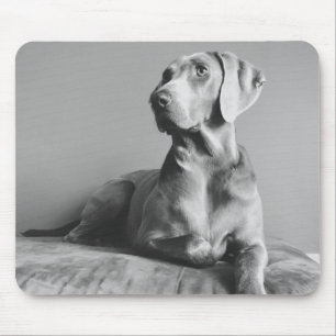 Weimaraner Portrait Mouse Pad