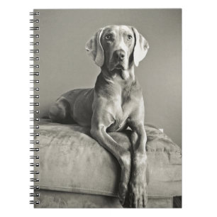 Weimaraner Portrait Notebook
