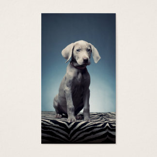 Weimaraner puppy