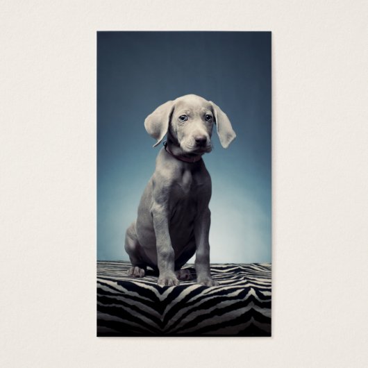 Weimaraner puppy (Front)