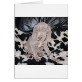 Weimaraner Puppy Cards