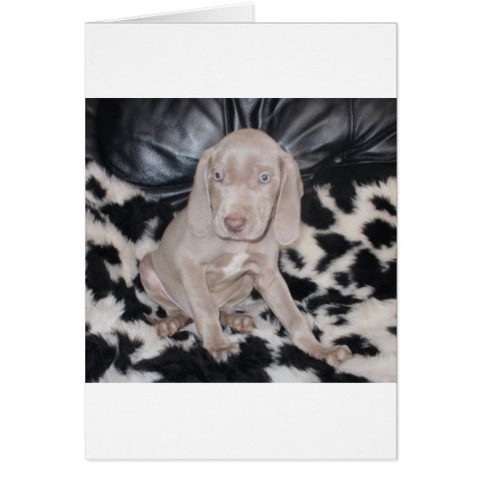 Weimaraner Puppy Cards (Front)