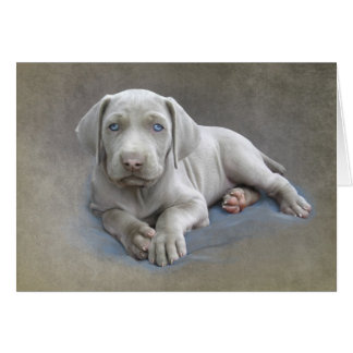 Weimaraner Puppy Cards