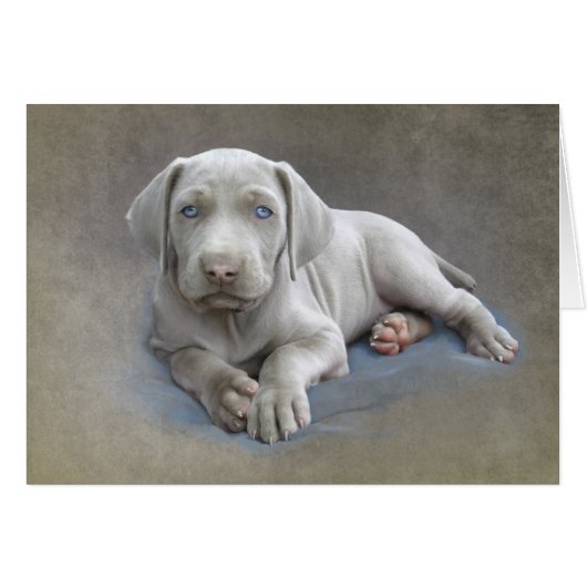 Weimaraner Puppy Cards (Front Horizontal)