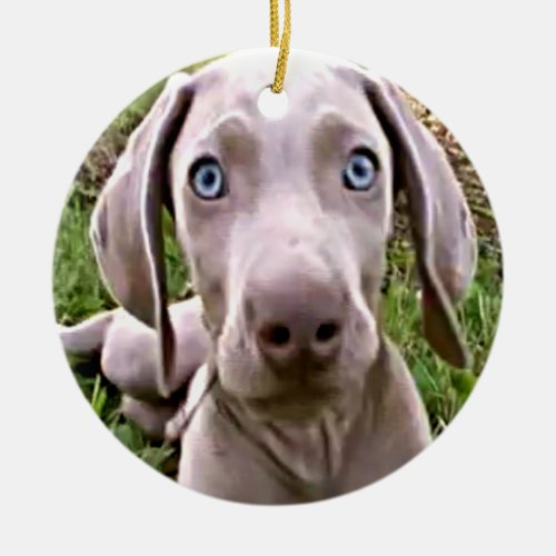 WEIMARANER PUPPY CHRISTMAS ORNAMENT