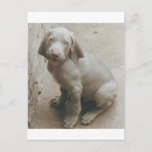 weimaraner puppy cute postcard (Front)
