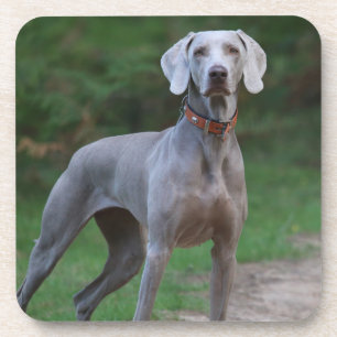 Weimaraner Puppy Dog Beverage Coaster